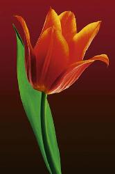 Poster - Tulip on red Enmarcado de cuadros
